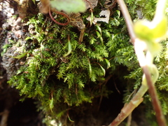 Plagiothecium nemorale