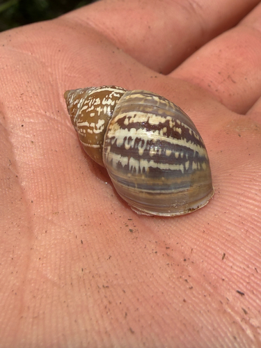 Striped Rabdotus Snail