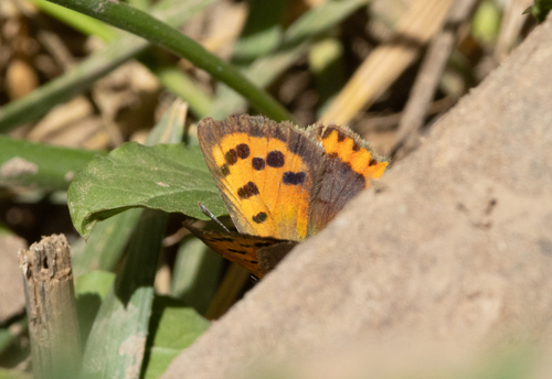 Small Copper