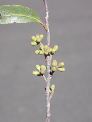 Eucalyptus tindaliae