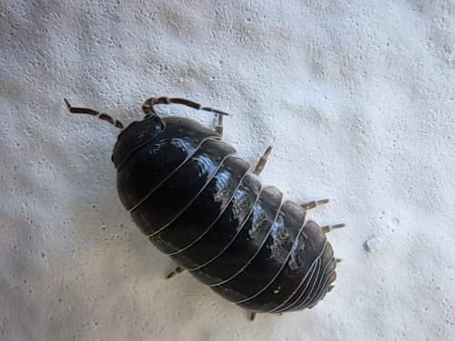 Common Pill Woodlouse