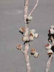 Eucalyptus tindaliae