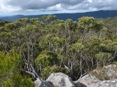Eucalyptus tindaliae