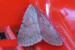 Pandesma