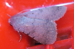 Pandesma