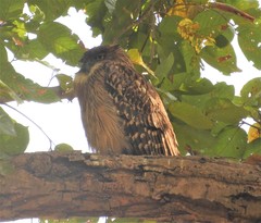 Ketupa zeylonensis