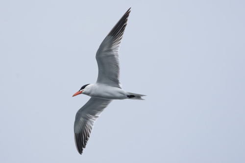 iNaturalist: (c) Tou Mik, some rights reserved (CC BY-NC), uploaded by Tou Mik iNaturalist image