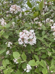 Viburnum