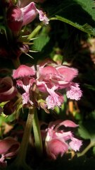 Lamium orvala