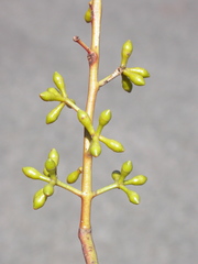 Eucalyptus mannifera praecox