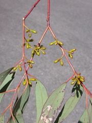 Eucalyptus mannifera praecox