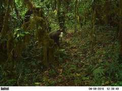 Cercopithecus neglectus