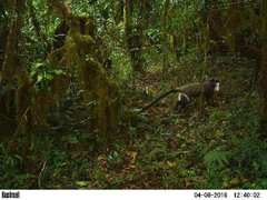 Cercopithecus neglectus