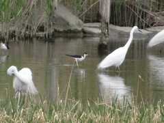 Himantopus himantopus