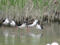 Himantopus himantopus