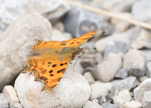European Comma