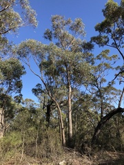 Eucalyptus sparsifolia