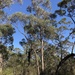 Eucalyptus sparsifolia - Photo (c) Dean Nicolle, some rights reserved (CC BY-NC), uploaded by Dean Nicolle