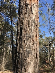 Eucalyptus sparsifolia