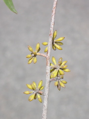 Eucalyptus sparsifolia