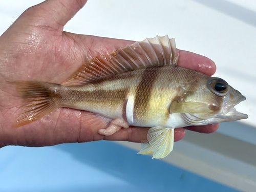 Phoebe (Serranus phoebe) — Serranidae — 3