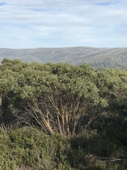 Eucalyptus kybeanensis