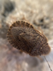 Sciocoris microphthalmus