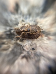 Sciocoris microphthalmus