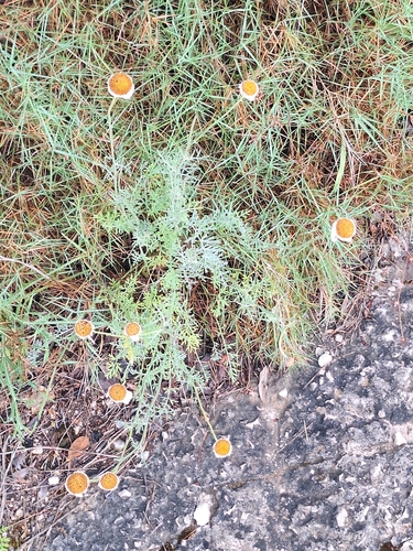 Tanacetum cinerariifolium