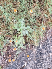 Tanacetum cinerariifolium