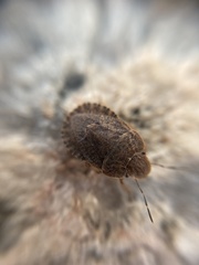 Sciocoris microphthalmus