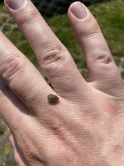 Sciocoris microphthalmus