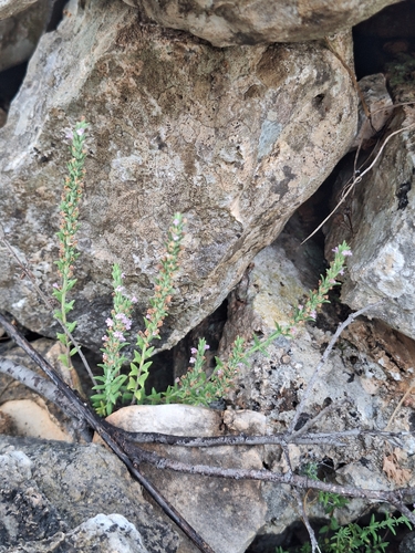 Micromeria juliana, photograph 4
