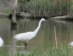 Ardea alba
