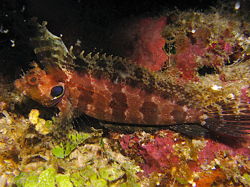 Quillfin Blenny (Gobioclinus filamentosus) — Labrisomidae — 3
