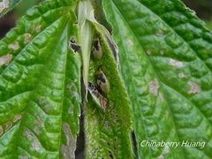 Elasmostethus nubilus