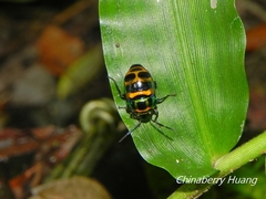 Chrysocoris fascialis