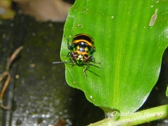 Chrysocoris fascialis