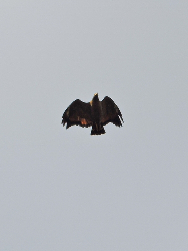 Rufous Crab Hawk
