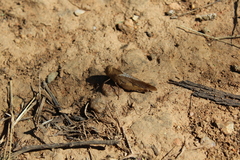 Humbe tenuicornis