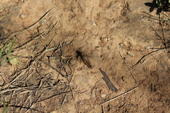Humbe tenuicornis