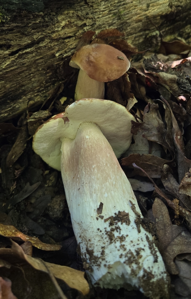 lilac bolete · June 2026 · photo: Photo: (c) Ben Gruhot, some rights reserved (CC BY) · iNaturalist