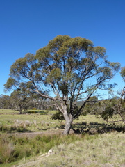 Eucalyptus aggregata