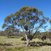 Eucalyptus aggregata - Photo (c) Dean Nicolle, algunos derechos reservados (CC BY-NC), subido por Dean Nicolle