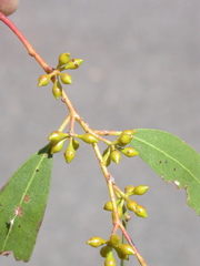 Eucalyptus aggregata