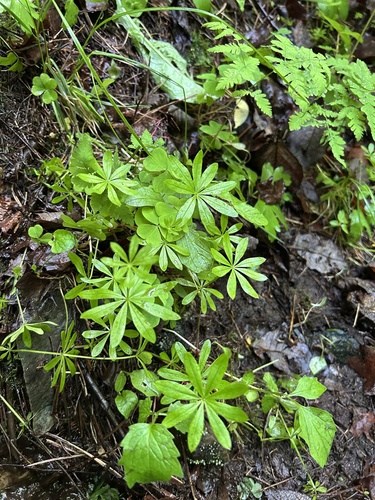 Sweet Woodruff