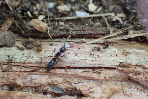 Asian Needle Ant