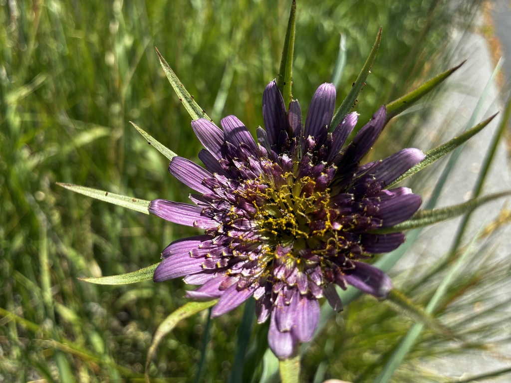 Tragopogon mirus; photograph (c) hansk, some rights reserved (CC BY)