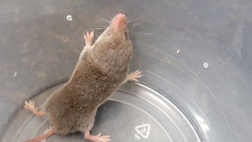 North American Least Shrew observed by turble