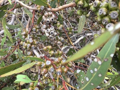 Eucalyptus petrensis